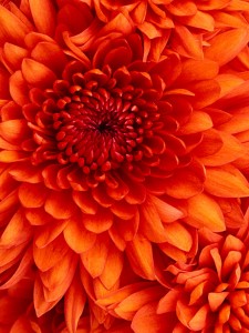 Chrysanthemum